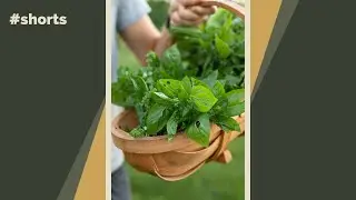 Here’s how to keep basil all summer long 