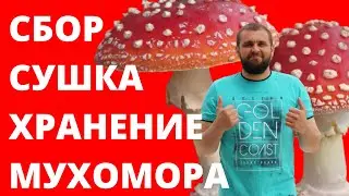 How to Prepare Amanita Mushrooms | Collecting, Drying, and Storing Amanita Mushrooms | Amanita Pr...