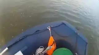 Активный и очень голодный окушок.