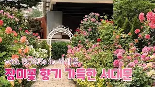 도심 속 로맨틱 산책길🌹 서대문구 장미길을 걷다