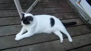 stupid meow meow