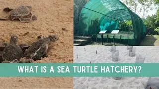 What is a SEA TURTLE HATCHERY? // Poachers & Other Threats