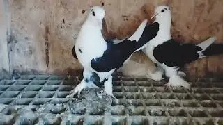 Бакинские лохматые Чапы