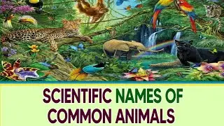 Scientific Name of Animals ll Zoology ll General Knowledge
