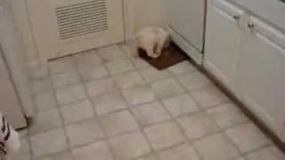 Christmas Puppy Games