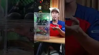 Rak sepatu kotak Sepatu susun bahan Akrilik tebal transparan #raksepatu