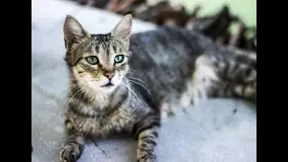 strogest battlegrounds