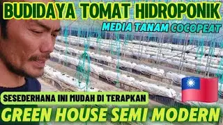 SUKSES BERKEBUN TOMAT HIDROPONIK|| 35RIBU BIBIT 🇹🇼