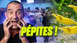 FOLIE À SAINT-BRIEUC ! La plus grosse bourse aux poissons de la région ?
