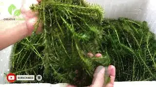 Rong đuôi chó thủy sinh, cây thủy sinh rong đuôi chó thùng xốp