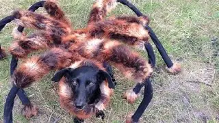 prank comedy with Dog|funny new short video 2024 | funniest comedy 2024