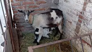 nuevos integrantes en el corral de 🐐 chivos