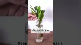 Easy Way to Propagate ZZ PLANT