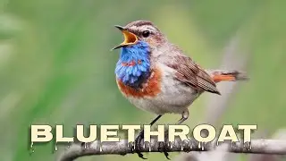 Bluethroat bird call