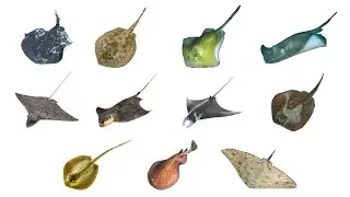 Types of Stingray | 11 Stingray Species 
