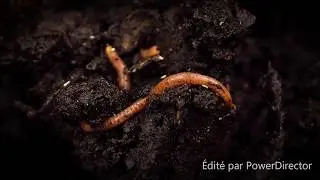 relaxing music for stress: amazing earth worm world meditation HD