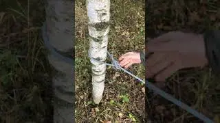 Булинь вокруг опоры