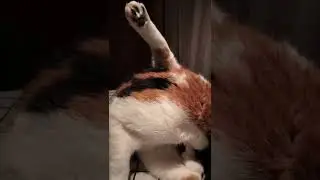Intimate hygiene of Masha the cat