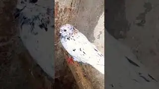 #армянский
