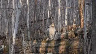Ruffed Grouse Drumming - Ruffed Grouse Society