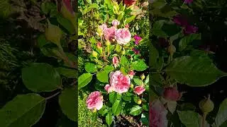 роза Французское Платье