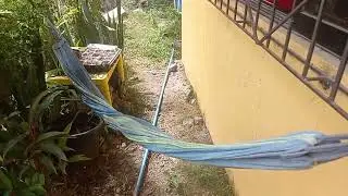 Transplanting SILI 🌶 from pot to soil(Ramdom vid)