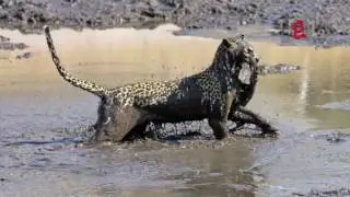 Savuti Leopard Catching a Catfish
