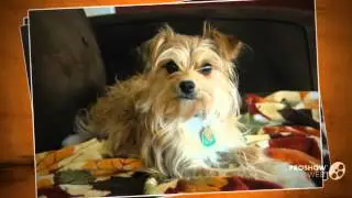 Yorkillon Dog breed