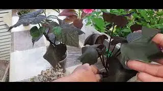 Plant packaging at its best💯We only pack cuttings and rooted petunias this way!‼️