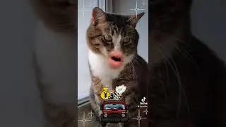 #cats