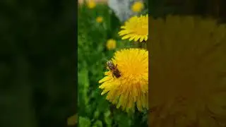 🍯🌼