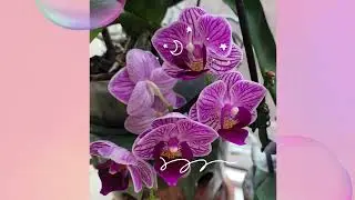 May Flowers on May first