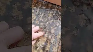 Гнëзда. В зиму.