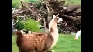 "funny animals"