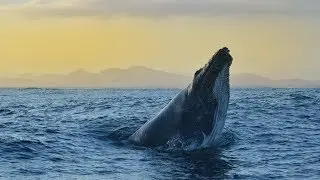 Whale Watching in Port Stephens