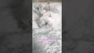 через 5 минут..) 😌😻#животные#смешныекотики#милыекотики#cat#