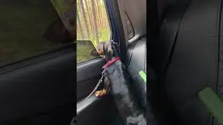 #собака#такса#лучшийдруг#любовь#собакадругчеловека#простособака