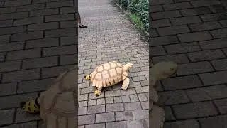 Pinter nya kura kura