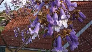 Paulownia Tomentosa - květy.