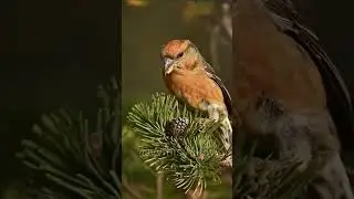 Клест еловик пение #птицы #bird #birds #пениептиц #клест #птицы #птица #лес #охота #stavropol #stav