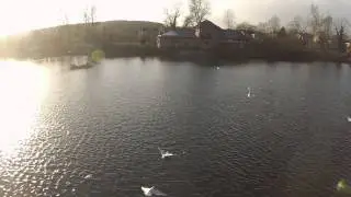 Chasing birds at Smithy pond with DJI Phantom