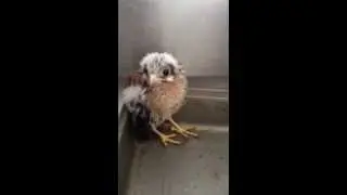 American Kestrel Chick Eating