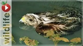 Hawk Rescued From Drowning, His Reaction Was...