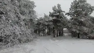 Зимний лес 2018