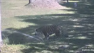 Thirsty. Aria tiger at Big Cat Rescue.