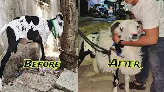 Rampuri Sheep Transformation (BADSHAH)✨😈 (2021-2022)