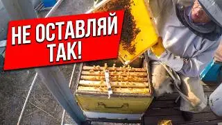 Сборка гнезда пчел на зиму Куда девать поздний расплод Уход за перчатками