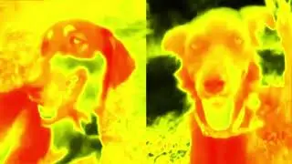 Preview 2 Crni and Sima Deepfake Extended