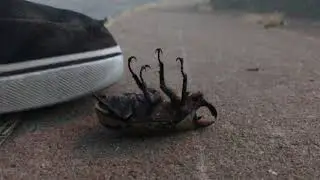 Dead 🐜 Bug