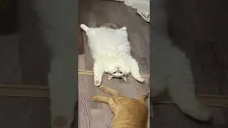 kucing telentang #cat #telentang